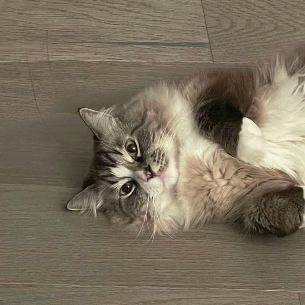 何子柒